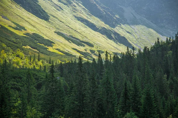 Beautiful Summer Landscape Mountains Natural Scenery Mountains National Park Tatra — Stock Photo, Image