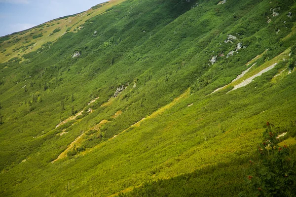 Beautiful Summer Landscape Mountains Natural Scenery Mountains National Park Tatra — Stock Photo, Image