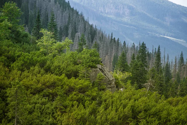 Beautiful Summer Landscape Mountains Natural Scenery Mountains National Park Tatra — Stock Photo, Image