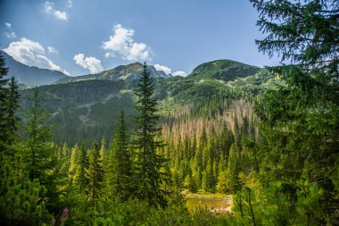 Montains ağacında güzel yakından bakmak. Dağ manzarası ile doğal orman ağaçlarında. Tatra Dağları Slovakya, Europe.