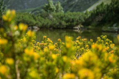 Montains ağacında güzel yakından bakmak. Dağ manzarası ile doğal orman ağaçlarında. Tatra Dağları Slovakya, Europe.
