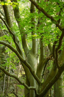 Montains ağacında güzel yakından bakmak. Dağ manzarası ile doğal orman ağaçlarında. Tatra Dağları Slovakya, Europe.