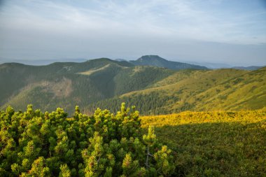 Slovakya, Europe Tatra Dağları'nda bir dağ bitki güzel bir portre. Tatry milli park tesislerinde yaz. Doğal sahne.