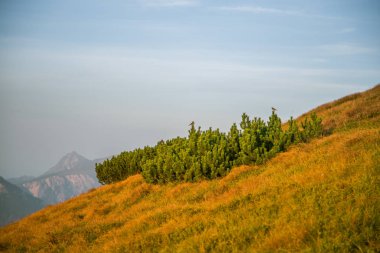 Slovakya, Europe Tatra Dağları'nda bir dağ bitki güzel bir portre. Tatry milli park tesislerinde yaz. Doğal sahne.