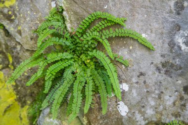 Slovakya, Europe Tatra Dağları'nda bir dağ bitki güzel bir portre. Tatry milli park tesislerinde yaz. Doğal sahne.