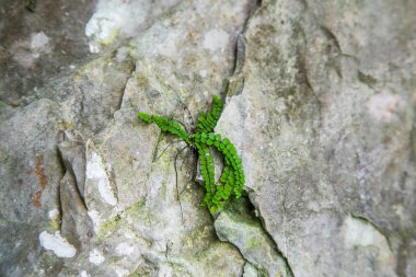 Slovakya, Europe Tatra Dağları'nda bir dağ bitki güzel bir portre. Tatry milli park tesislerinde yaz. Doğal sahne.