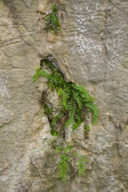 Slovakya, Europe Tatra Dağları'nda bir dağ bitki güzel bir portre. Tatry milli park tesislerinde yaz. Doğal sahne.