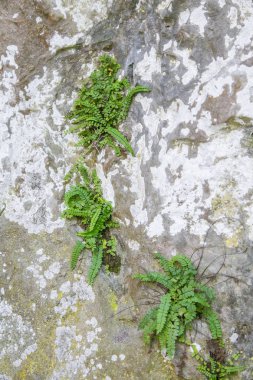 Slovakya, Europe Tatra Dağları'nda bir dağ bitki güzel bir portre. Tatry milli park tesislerinde yaz. Doğal sahne.