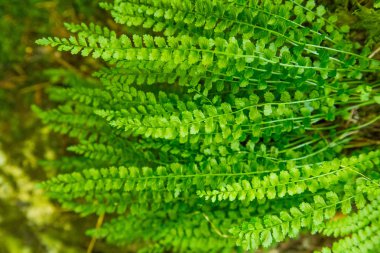Slovakya, Europe Tatra Dağları'nda bir dağ bitki güzel bir portre. Tatry milli park tesislerinde yaz. Doğal sahne.