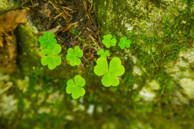Slovakya, Europe Tatra Dağları'nda bir dağ bitki güzel bir portre. Tatry milli park tesislerinde yaz. Doğal sahne.