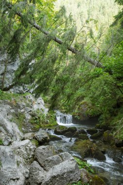 Düşük Tatra bölgede dağ Vadisi üzerinden akan küçük bir mountainriver. Dağ dere boyunca yürüyüş iz. Tatra Dağları Slovakya, Europe.