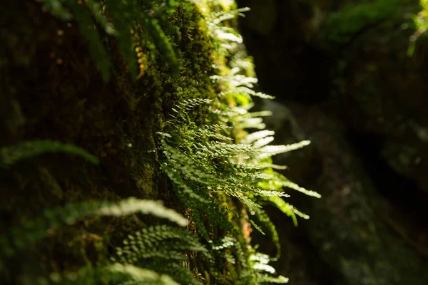 Ένα Όμορφο Closeup Από Μια Ορεινή Βλάστηση Στα Βουνά Τάτρα — Φωτογραφία Αρχείου