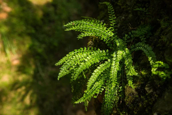 Hermoso Primer Plano Una Vegetación Montaña Las Montañas Tatra Eslovaquia —  Fotos de Stock