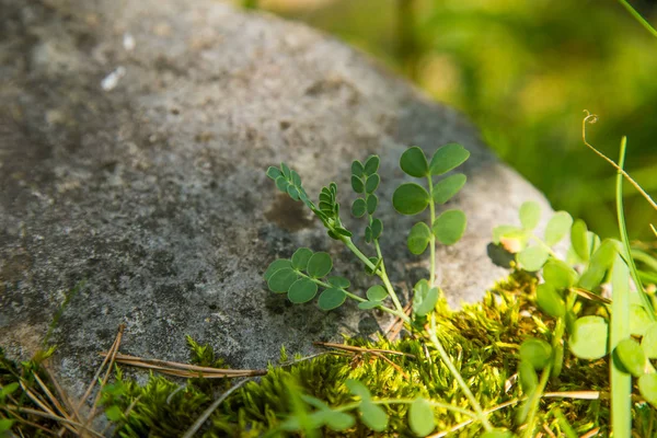 ヨーロッパ スロバキアのタトラ山脈の山の植物の美しいクローズ アップ タトラ国立公園での夏の植物 自然の風景 — ストック写真