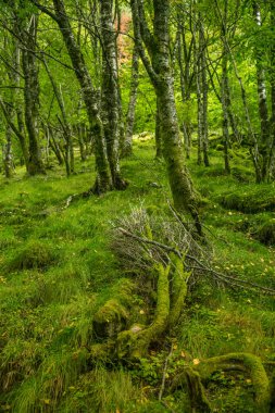 Norveç, Folgefonna Milli Parkı'dağ yamacında bir güzel, hala yeşil sonbahar orman. Sonbaharın canlı manzara.