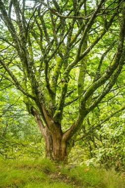 Norveç, Folgefonna Milli Parkı'dağ yamacında bir güzel, hala yeşil sonbahar orman. Sonbaharın canlı manzara.