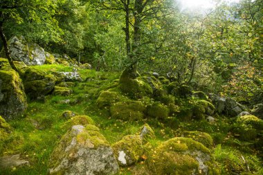 Norveç, Folgefonna Milli Parkı'dağ yamacında bir güzel, hala yeşil sonbahar orman. Sonbaharın canlı manzara.