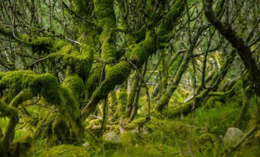 Norveç, Folgefonna Milli Parkı'dağ yamacında bir güzel, hala yeşil sonbahar orman. Sonbaharın canlı manzara.