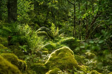 Norveç, Folgefonna Milli Parkı'dağ yamacında bir güzel, hala yeşil sonbahar orman. Sonbaharın canlı manzara.