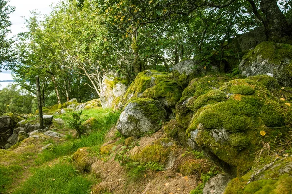 Hermoso Bosque Otoño Todavía Verde Ladera Montaña Noruega Parque Nacional — Foto de Stock