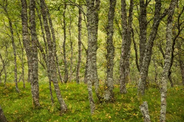 Beautiful Still Green Autumn Forest Mountain Slope Norway Folgefonna National — Stock Photo, Image