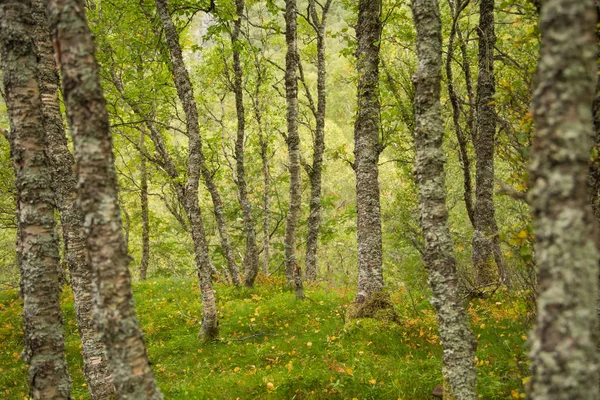 Ein Schöner Noch Grüner Herbstwald Berghang Norwegen Folgefonna Nationalpark Lebendige — Stockfoto