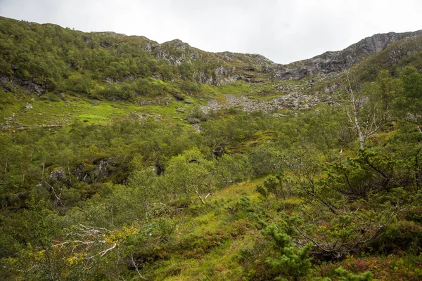 Красивый Зеленый Осенний Лес Горном Склоне Норвегии Национальный Парк Фольксваген — стоковое фото
