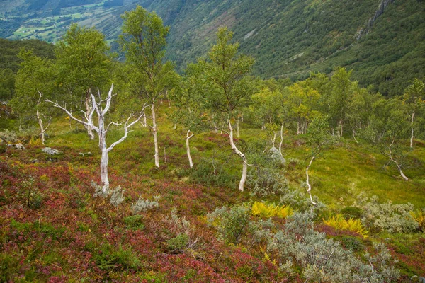 Ένα Όμορφο Καταπράσινο Ακόμη Φθινόπωρο Δάσος Στην Πλαγιά Του Βουνού — Φωτογραφία Αρχείου