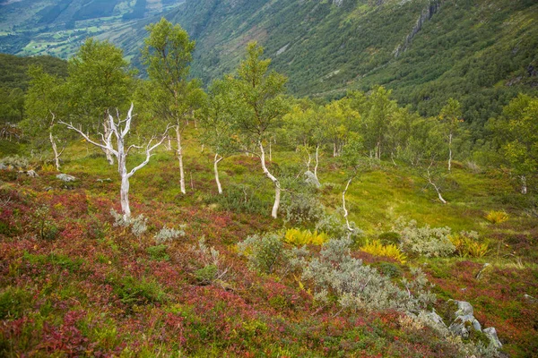 Ένα Όμορφο Καταπράσινο Ακόμη Φθινόπωρο Δάσος Στην Πλαγιά Του Βουνού — Φωτογραφία Αρχείου