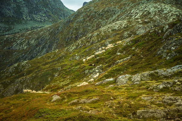 Hermoso Paisaje Otoñal Parque Nacional Folgefonna Noruega Durante Una Caminata — Foto de Stock