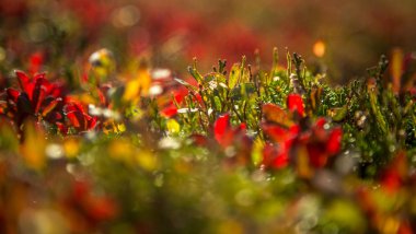 Dağlar Folgefonna Milli Parkı'nda Norveç'te yerel bitki hayatta. Bir sonbahar flora güzel bir closeup.