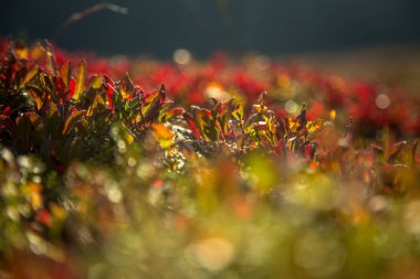 Dağlar Folgefonna Milli Parkı'nda Norveç'te yerel bitki hayatta. Bir sonbahar flora güzel bir closeup.