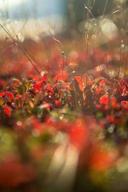 Dağlar Folgefonna Milli Parkı'nda Norveç'te yerel bitki hayatta. Bir sonbahar flora güzel bir closeup.