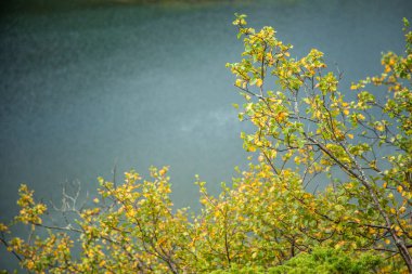 Dağlar Folgefonna Milli Parkı'nda Norveç'te yerel bitki hayatta. Bir sonbahar flora güzel bir closeup.
