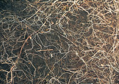 Dağlar Folgefonna Milli Parkı'nda Norveç'te yerel bitki hayatta. Bir sonbahar flora güzel bir closeup.