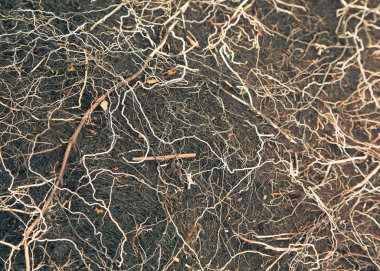 Dağlar Folgefonna Milli Parkı'nda Norveç'te yerel bitki hayatta. Bir sonbahar flora güzel bir closeup.