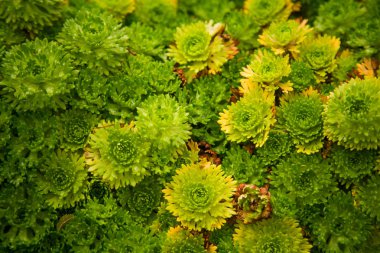 Saxifrages Bergen park güzel yeşil closeup. Rockfoil bitki deseni. Sığ derinlik-in tarla.