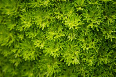 Saxifrages Bergen park güzel yeşil closeup. Rockfoil bitki deseni. Sığ derinlik-in tarla.
