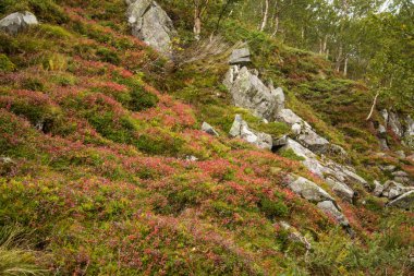 Folgefonna Milli Parkı, Norveç dağların eteklerinde güzel bir sonbahar renkleri. Sonbaharda doğal flora.