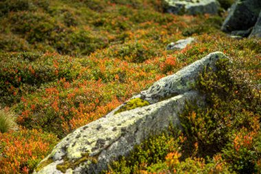Folgefonna Milli Parkı, Norveç dağların eteklerinde güzel bir sonbahar renkleri. Sonbaharda doğal flora.