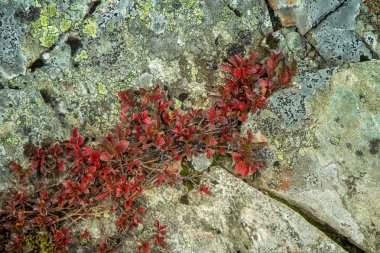Folgefonna Milli Parkı, Norveç dağların eteklerinde güzel bir sonbahar renkleri. Sonbaharda doğal flora.