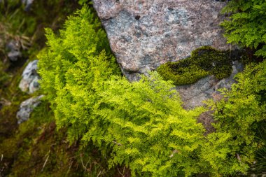 Folgefonna Milli Parkı, Norveç dağların eteklerinde güzel bir sonbahar renkleri. Sonbaharda doğal flora.