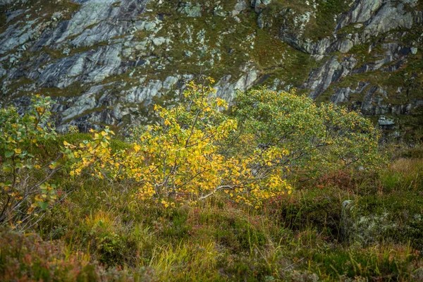 Folgefonna 国家公园的一幅美丽的秋季风景 在刮风 下雨的天气中远足 在斯堪的纳维亚的山脉 荒野中的秋景 — 图库照片