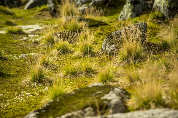 Lokale Plantenleven Bergen Noorwegen Folgefonna Nationaalpark Een Mooie Close Van — Stockfoto