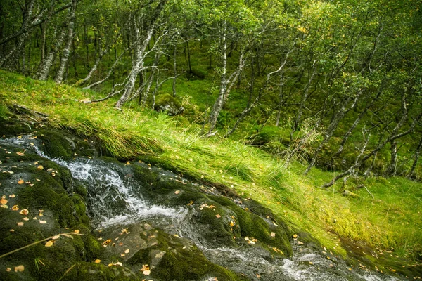 Красивая Горная Река Порогов Горах Национального Парка Фольксваген Норвегии Осенний — стоковое фото
