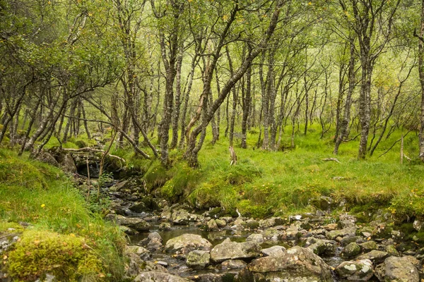Gyönyörű Hegyi Folyó Zuhatag Hegységben Folgefonna Nemzeti Park Norvégia River — Stock Fotó