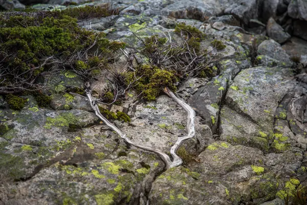 노르웨이 Folgefonna 국립공원의 산에서의 바위와가 — 스톡 사진