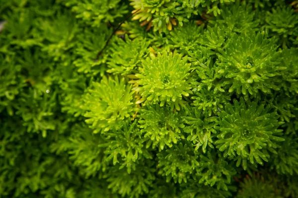 Beautiful Green Closeup Saxifrages Park Bergen Pattern Rockfoil Plants Shallow — Stock Photo, Image