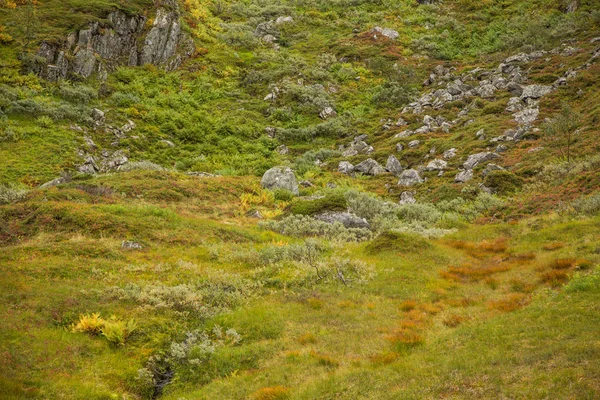 フォルゲフォンナ国立公園 ノルウェーの山の斜面に美しい秋の色 秋の自然な植物 — ストック写真