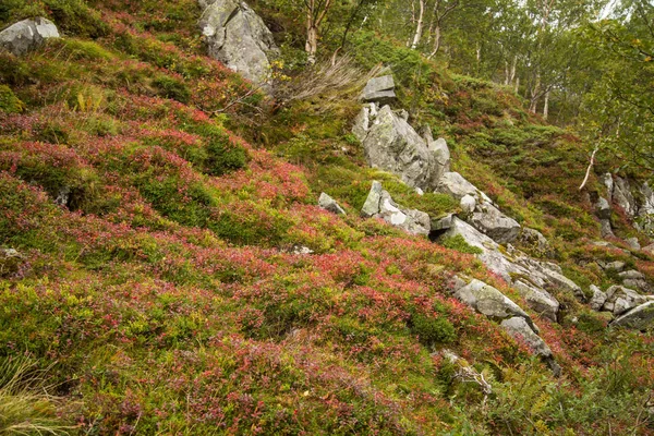 Krásné Podzimní Barvy Svazích Hor Národním Parku Folgefonna Norsko Přirozené — Stock fotografie